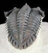 Detailed, Metacanthina (Asteropyge) Trilobite - Lghaft #48481-3